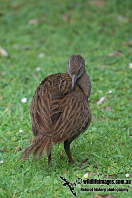 Weka a6490.jpg