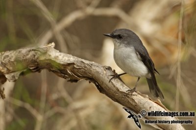 White-breasted Robin a7881.jpg