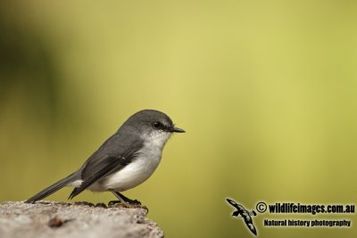 White-breasted Robin a7907.jpg