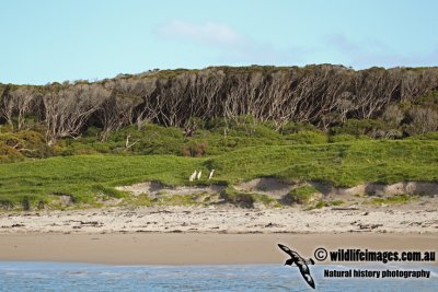 Yellow-eyed Penguin a1062.jpg