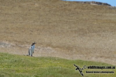 Yellow-eyed Penguin a1409.jpg