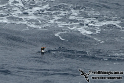 Yellow-eyed Penguin a1469.jpg