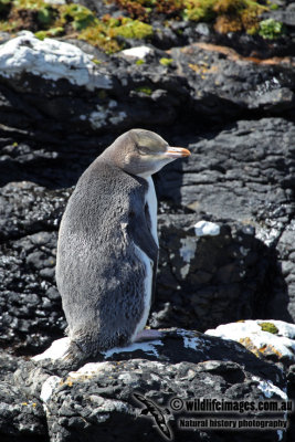 Yellow-eyed Penguin a1760.jpg