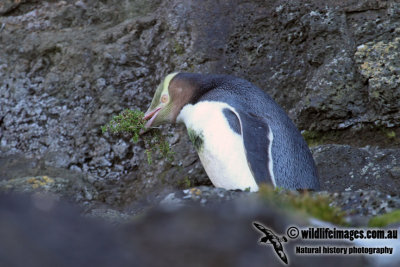 Yellow-eyed Penguin a2059a.jpg
