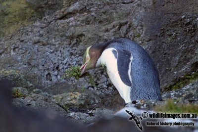 Yellow-eyed Penguin a2063.jpg