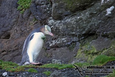 Yellow-eyed Penguin a2085.jpg