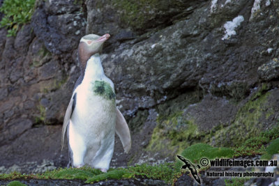 Yellow-eyed Penguin a2105.jpg