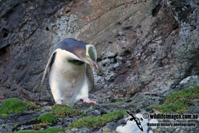 Yellow-eyed Penguin a2124.jpg