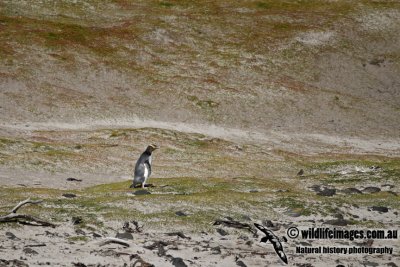 Yellow-eyed Penguin a2146.jpg