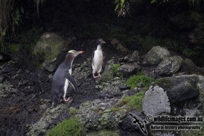 Yellow-eyed Penguin a6510.jpg