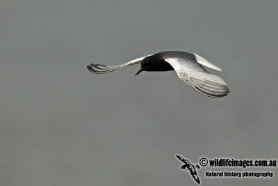 White-winged Black Tern a8940.jpg