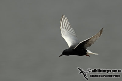White-winged Black Tern a9043.jpg