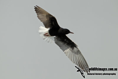 White-winged Black Tern a9184.jpg