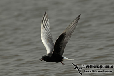 White-winged Black Tern a9329.jpg