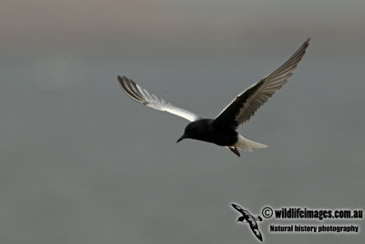 White-winged Black Tern a9352.jpg