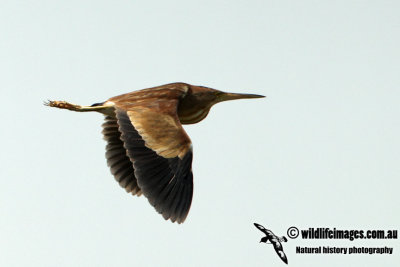 Yellow Bittern a0064.jpg