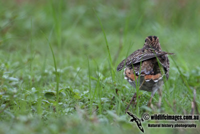 Pin-tailed Snipe a9699.jpg