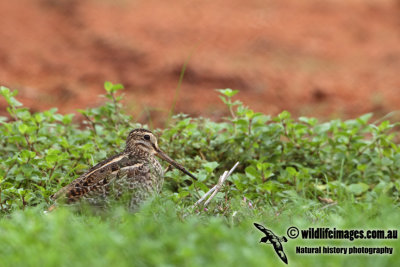Pin-tailed Snipe a9743.jpg