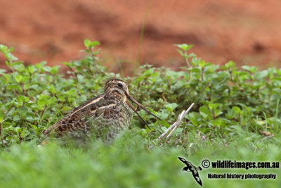 Pin-tailed Snipe a9745.jpg