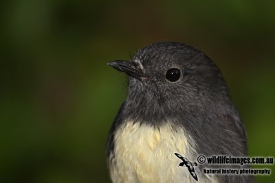 South Island Robin a6599.jpg