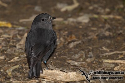 South Island Robin a6601.jpg