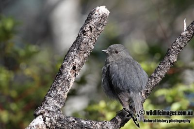 South Island Robin a7033.jpg