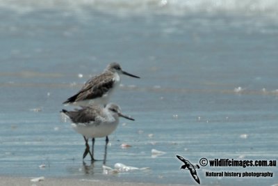 Nordmann's Greenshank a4433.jpg