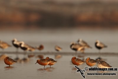 Nordmann's Greenshank a8587.jpg