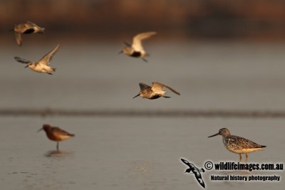 Nordmann's Greenshank a8589.jpg