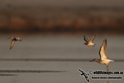 Nordmanns Greenshank a8593.jpg