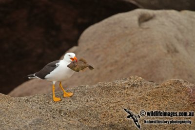 Pacific Gull a3133.jpg