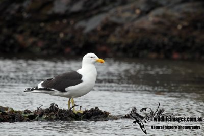 Kelp Gull a0464.jpg