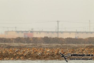 Red Knot a7693.jpg