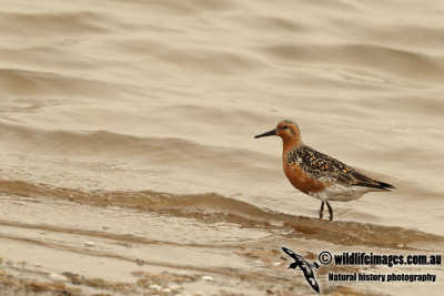 Red Knot a8695.jpg