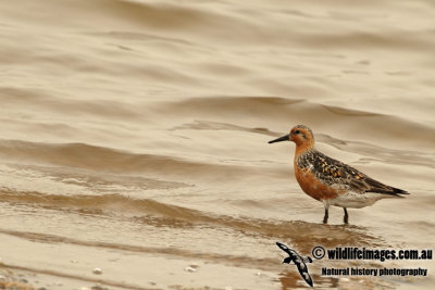 Red Knot a8700.jpg