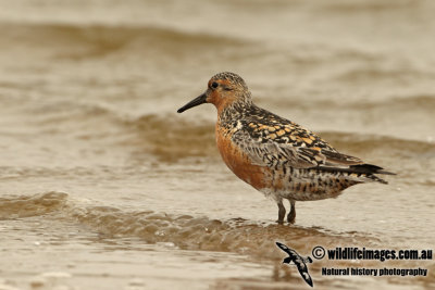 Red Knot a8767.jpg