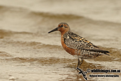 Red Knot a8768.jpg