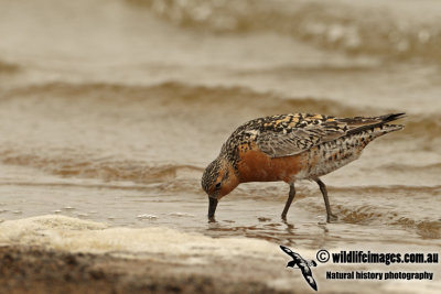 Red Knot a8773.jpg