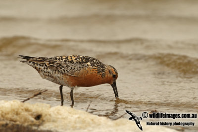 Red Knot a8782.jpg