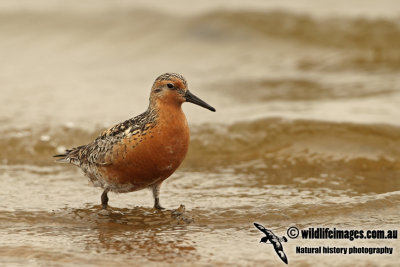 Red Knot a8786.jpg