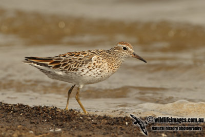 Sharp-tailed Sandpiper a9600.jpg