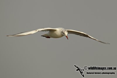 Black-headed Gull a8419.jpg