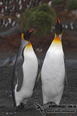 King Penguin a7281.jpg