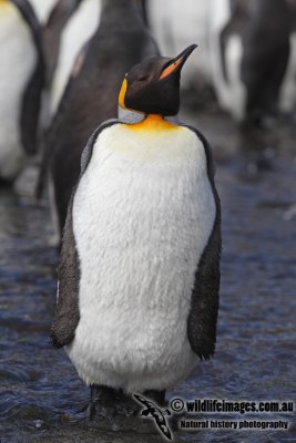 King Penguin a7316.jpg