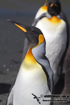 King Penguin a7467.jpg