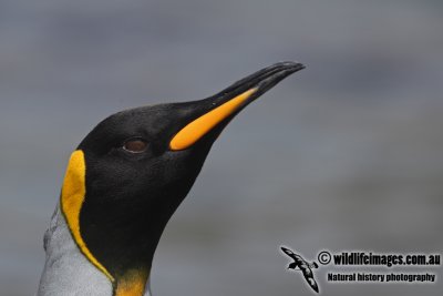 King Penguin a7909.jpg