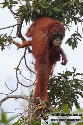 Orangutan a1981.jpg
