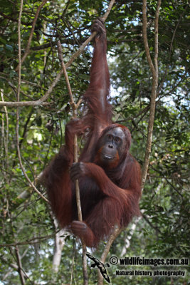 Orangutan a2061.jpg