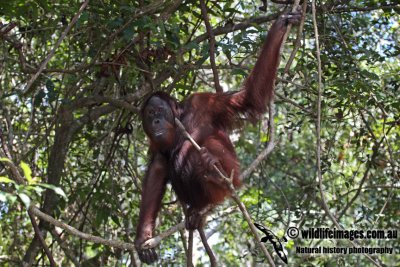 Orangutan a2068.jpg