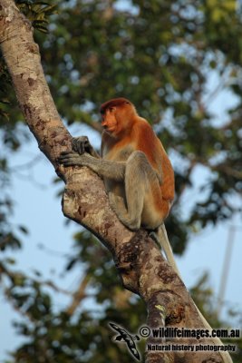Proboscis Monkey a2218.jpg
